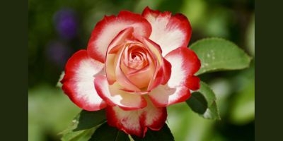 Red/white rose