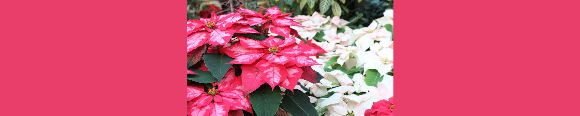 Poinsettias