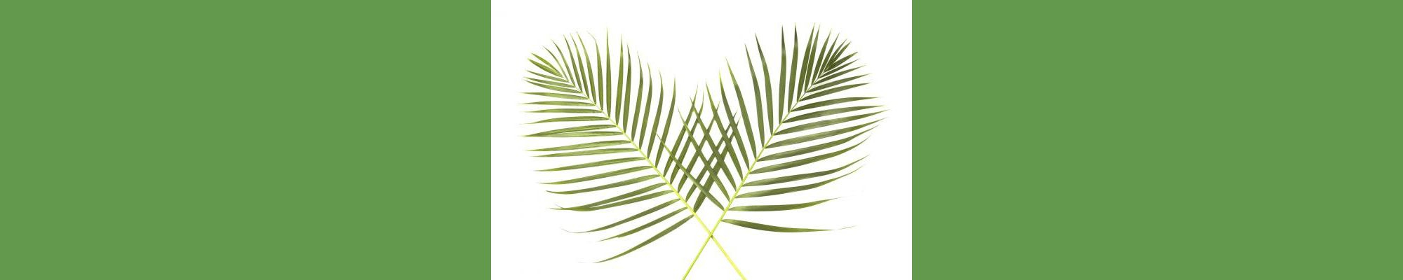 Palm Leaves