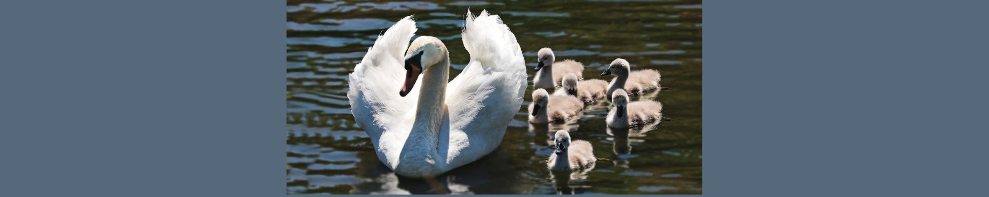 Mother swan and cygnets