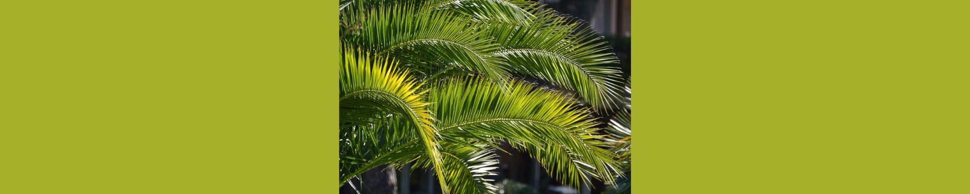 Palm leaves