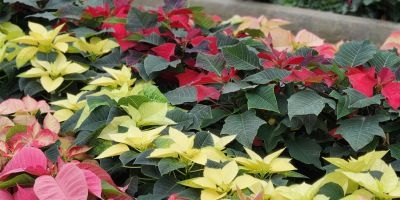 Poinsettias - red, pink, and white