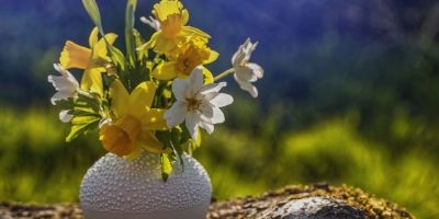 Daffodils and Easter lilies